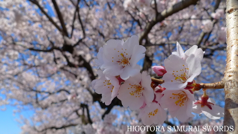 桜と日本の精神文化 Higotora Blog