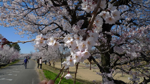 桜と日本の精神文化 Higotora Blog 桜と日本の精神文化 Higotora Blog