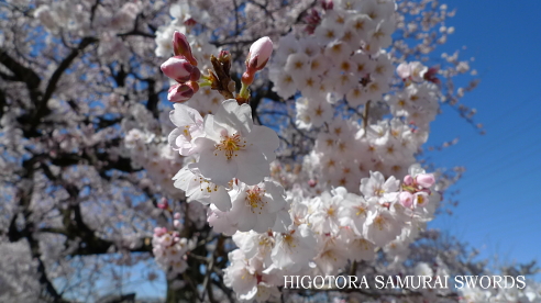 桜と日本の精神文化 Higotora Blog 桜と日本の精神文化 Higotora Blog