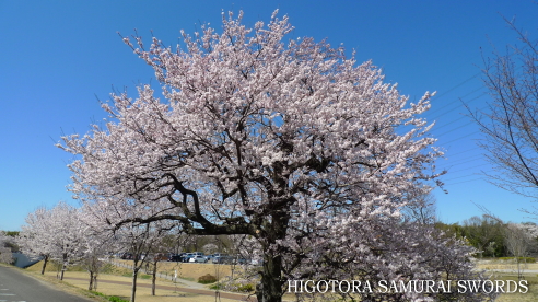 桜と日本の精神文化 Higotora Blog